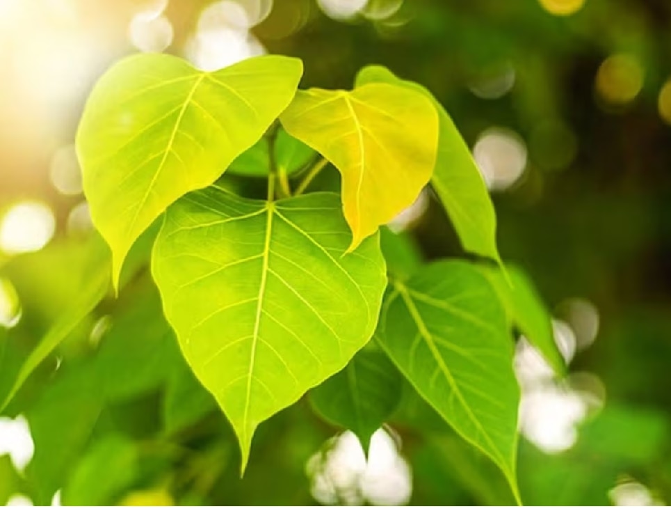 Peepal Tree Leaves Health Benefits And Tips To Get Rid Of All Diseases