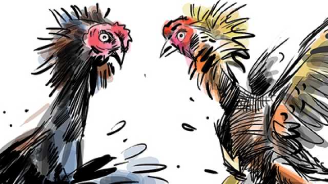 "కోడి పందేల" చరిత్ర ఏంటో తెలుసుకుందాం..! "కోడి పందేల" చరిత్ర ఏంటో తెలుసుకుందాం..!