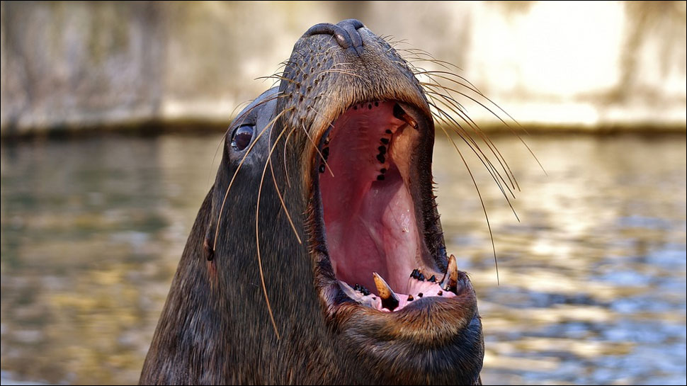 sea lion in hindi