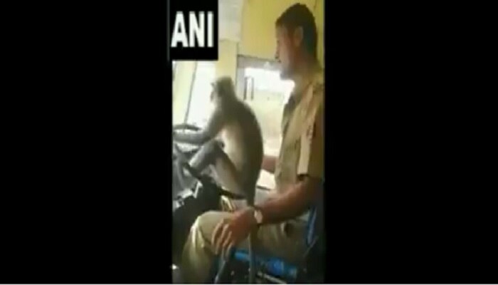 వైరల్ వీడియో: కోతికి స్టీరింగ్ ఇచ్చి సస్పెండైన డ్రైవర్ వైరల్ వీడియో: కోతికి స్టీరింగ్ ఇచ్చి సస్పెండైన డ్రైవర్