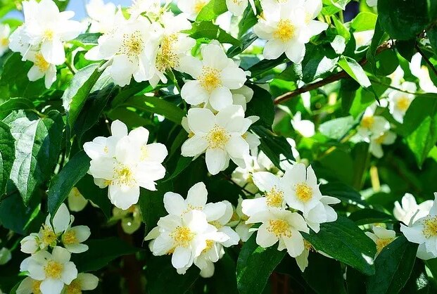 మల్లెపూల రసం.. ఆరోగ్యానికి పరమ ఔషధం మల్లెపూల రసం.. ఆరోగ్యానికి పరమ ఔషధం