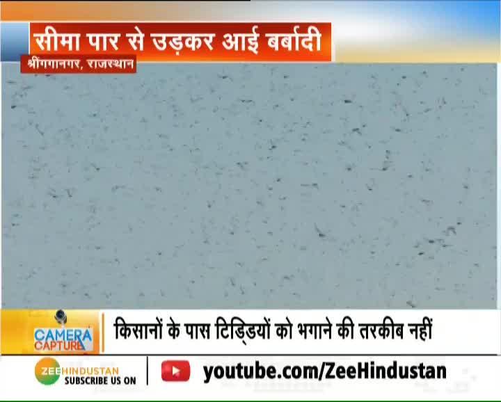 Locusts damaging crops in Rajastan, Gujarat ; Farmers in locusts troubles