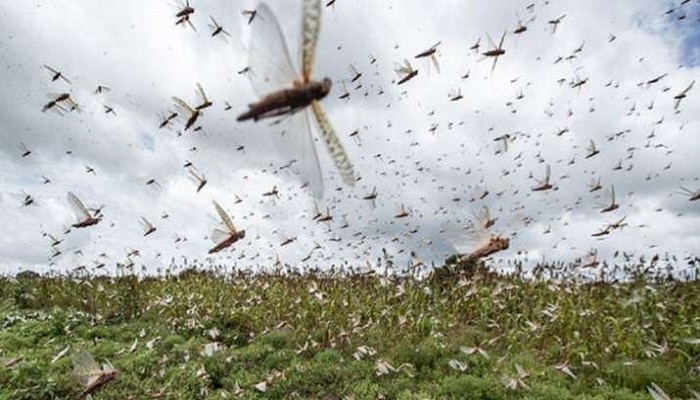 Locusts attacks: మిడతల దండు దాడి నుంచి తెలంగాణ సేఫ్ Locusts attacks: మిడతల దండు దాడి నుంచి తెలంగాణ సేఫ్