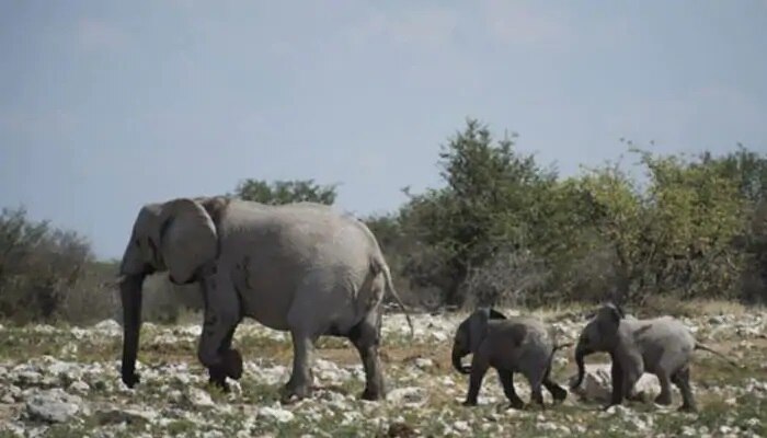 Botswana Elephants Deaths : ఆఫ్రికాలో 350 ఏనుగుల మరణం.. అంతుచిక్కని కారణం