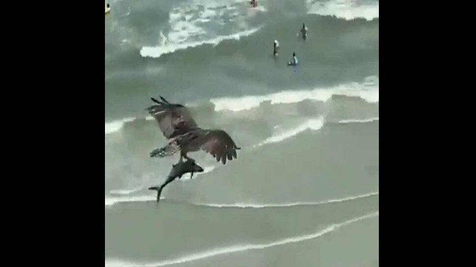 Eagle Carrying Shark: సొరచేపను ఎత్తుకెళ్లిన గద్ద..వైరల్ వీడియో చూడండి