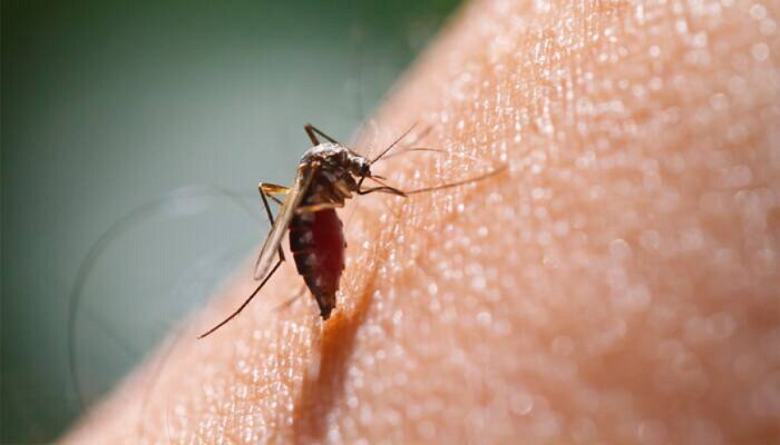 Coronavirus through mosquitoes: దోమ కాటుతో కరోనావైరస్ వ్యాపిస్తుందా ? Coronavirus through mosquitoes: దోమ కాటుతో కరోనావైరస్ వ్యాపిస్తుందా ?
