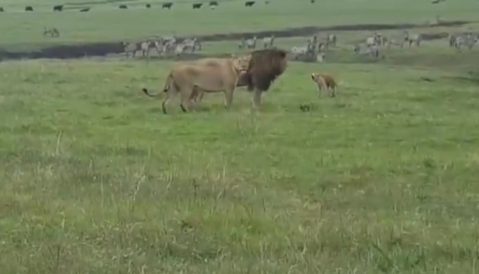 Lion Vs Dog: అడవి సింహాలకు చుక్కలు చూపించిన గ్రామ సింహం