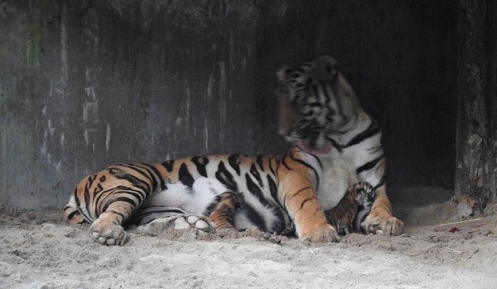 Tigress Sheela: మూడు పిల్లలకు జన్మనిచ్చిన షీలా Tigress Sheela: మూడు పిల్లలకు జన్మనిచ్చిన షీలా