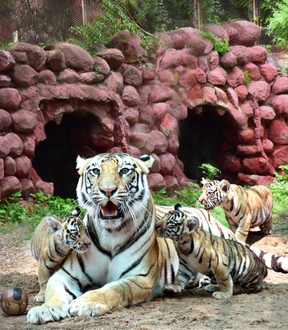 Hyd Zoo: మూడు పిల్లలకు జన్మనిచ్చిన ఆశా, కల్నల్ సంతోష్ బాబు పేరు Hyd Zoo: మూడు పిల్లలకు జన్మనిచ్చిన ఆశా, కల్నల్ సంతోష్ బాబు పేరు