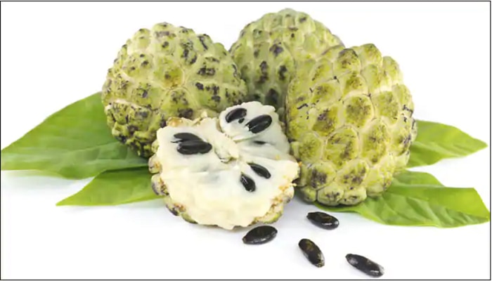 Sitaphal benefits: సీతాఫలం తింటే కలిగే లాభాలు, నష్టాలు Sitaphal benefits: సీతాఫలం తింటే కలిగే లాభాలు, నష్టాలు