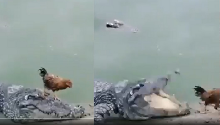 Chicken Vs Crocodile: ఈ మొసలికి టైమ్ సెన్స్ బొత్తిగా తెలియదే..