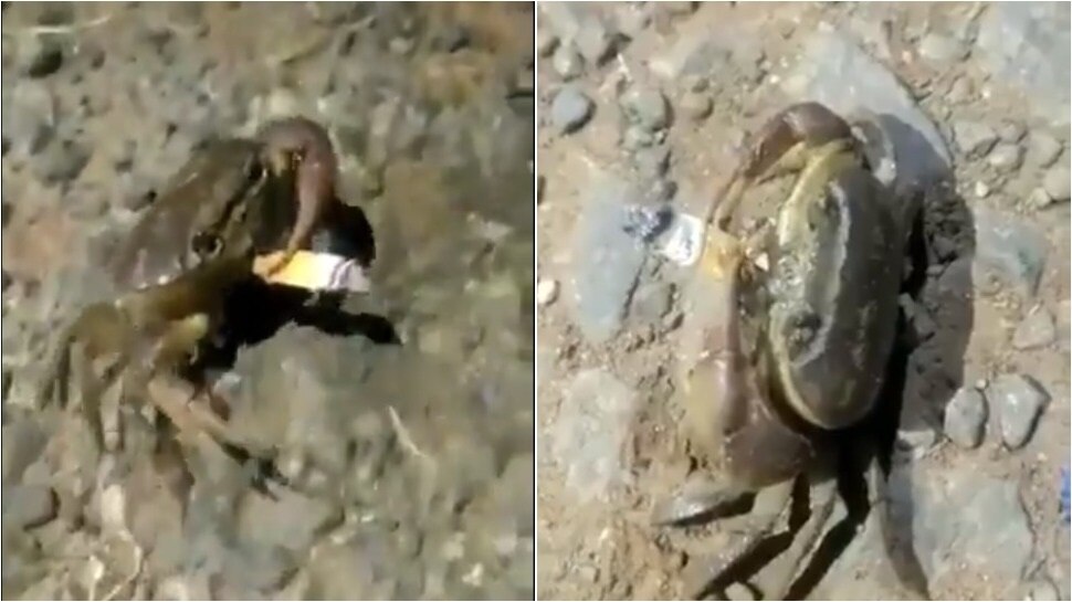 Crab Smoking Video: దర్జాగ సిగ‌రెట్ తాగుతున్న పీత : నెటిజన్లు షాక్