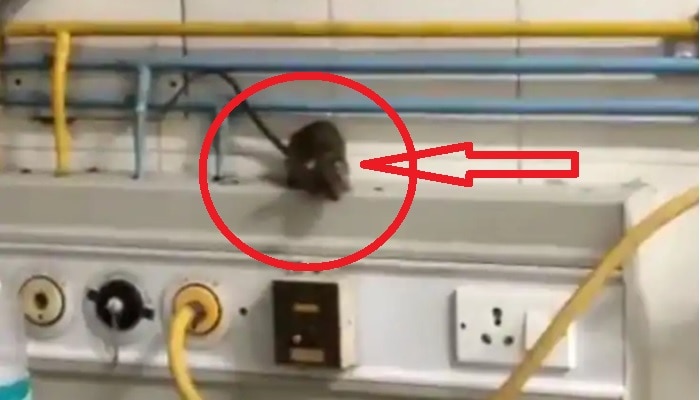 Rats in ICU: ఐసీయూలో పేషెంట్స్ చుట్టూ ఎలుకలు.. వీడియో వైరల్