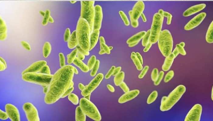 Brucellosis: చైనాలో విస్తరిస్తూ..భయపెడుతున్న మరో వ్యాధి