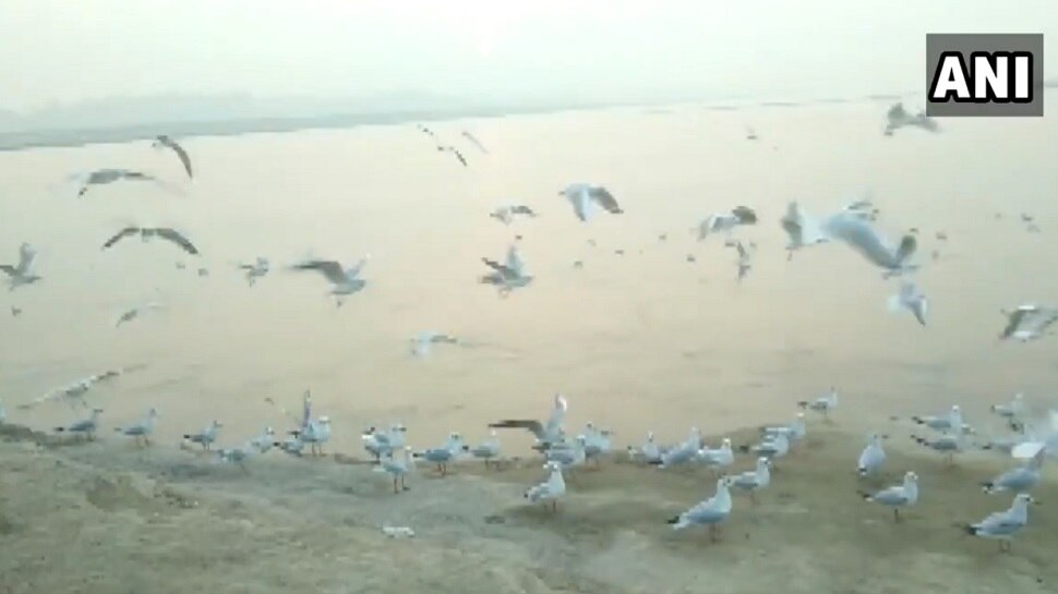 Siberian Birds Viral Video: సైబీరియన్‌ పక్షులు వచ్చేశాయ్.. రమణీయమైన దృశ్యాలు