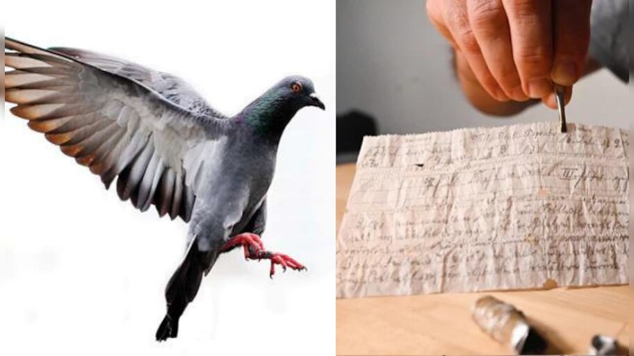 Pigeon message: వందల ఏళ్లనాటి పావురాయి సందేశమిది..అందులో ఏముందంటే ...