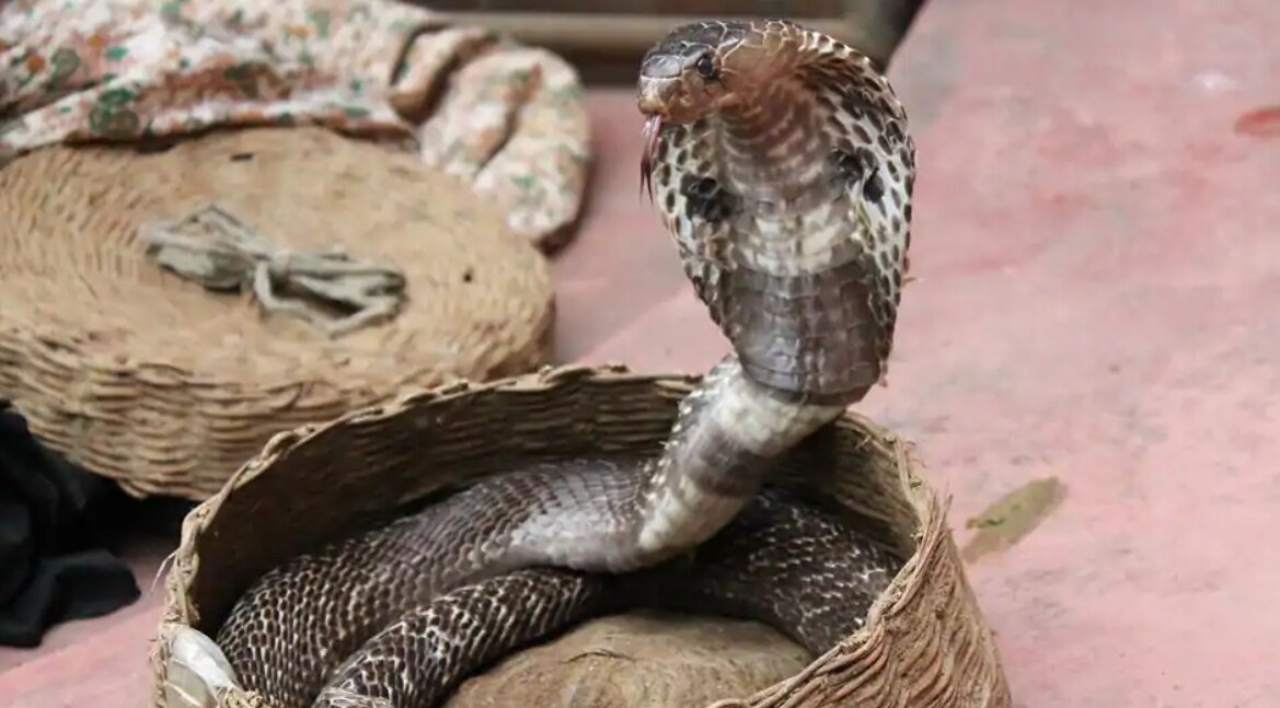 Does Snakes Drink Milk Five Myths and Facts about Snakes Unleashed