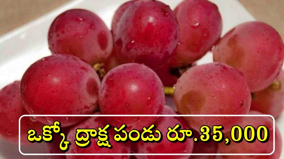 Just one bunch of these premium grapes in Japan can cost up to Rs