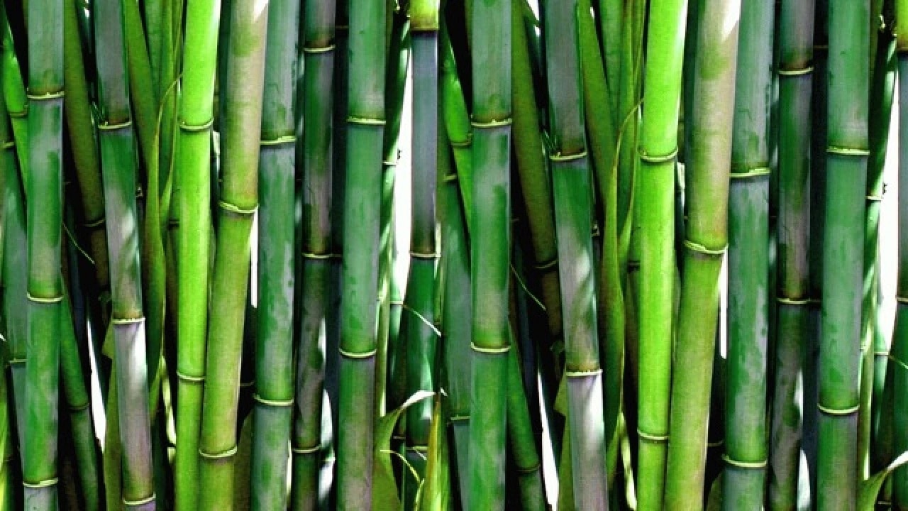 Up farmer cultivated bamboo plants earned more than 17 lakh rupees in 7