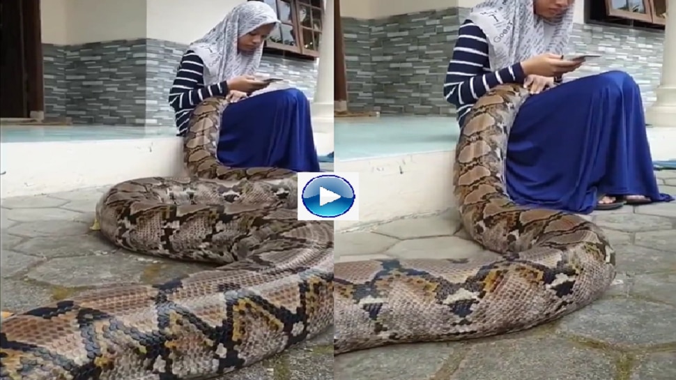 20 foot tall python snake sleeps in lap of girl video goes viral watch ...