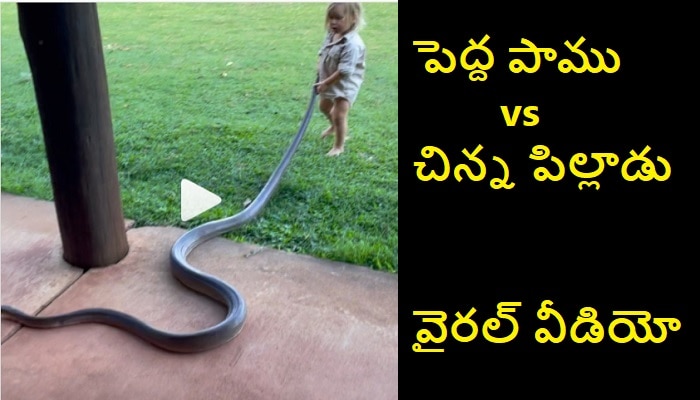 Two-year-old boy plays with giant snake in viral video