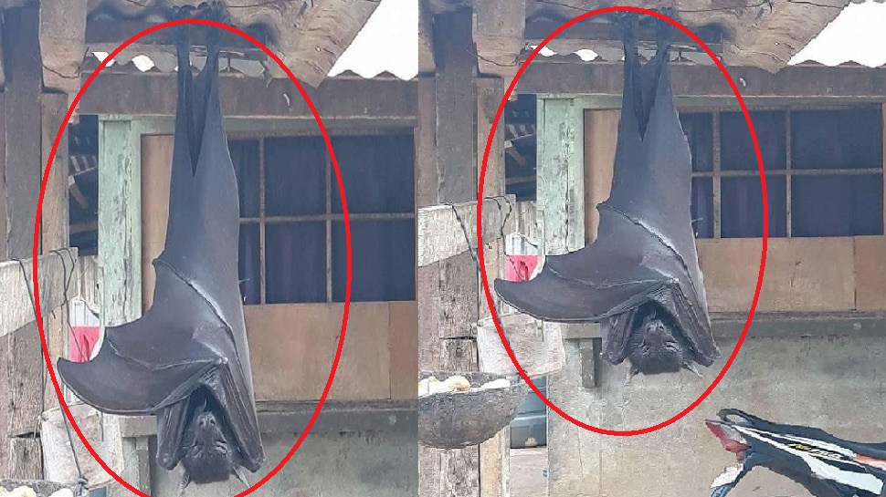 Human Sized Bat from Philippines Are Taking Internet By Storm Here is ...