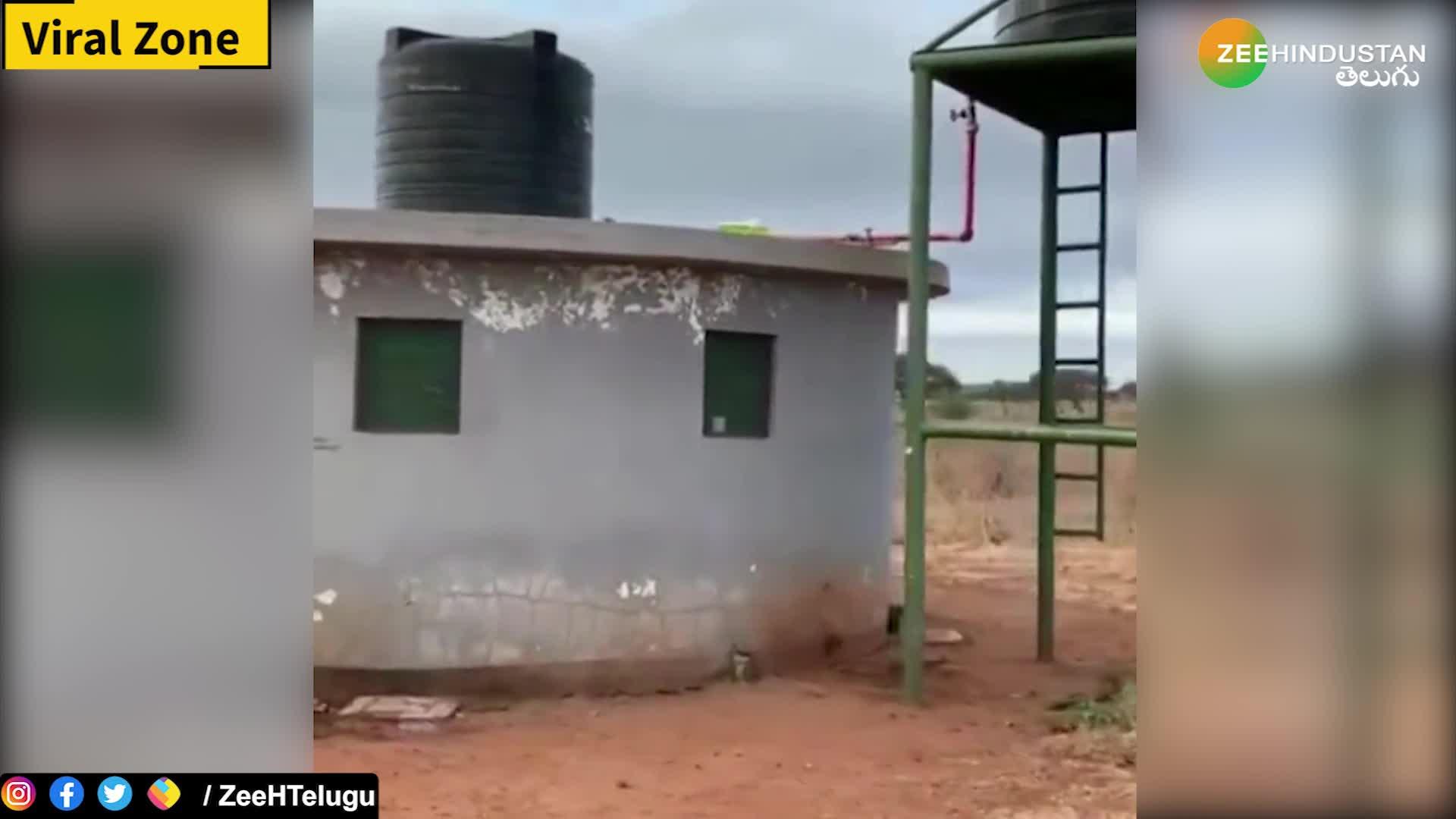 Lion caught using public toilet - video goes viral