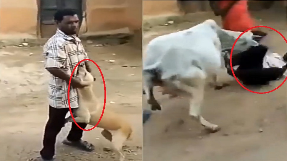 Viral Video: ఇప్పటికన్నా సిగ్గు తెచ్చుకోండ్రా.. ఆవు నేర్పిన పాఠం.. వాడికి మాత్రం గుణపాఠం!