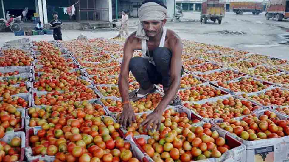 Tomato Price Increased: 20 రోజుల్లో లక్షాధికారిని చేసిన టమోటా.. ఇప్పటి వరకు రూ. 80 లక్షలపైనే... 