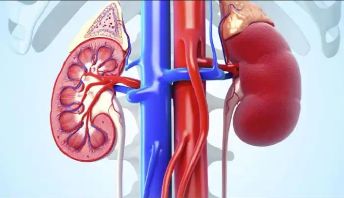 how-to-check-your-kidney-status-here-are-the-symptoms-for-kidney