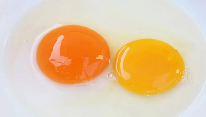 [Does the color of an egg yolk color indicate the nutritious value of
