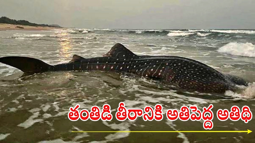 World&#039;s Largest Fish: విశాఖ తంతిడి బీచ్‌లో వేల్ షార్క్ సందడి... ప్రపంచంలోనే అతి పెద్ద చేపగా గుర్తింపు..