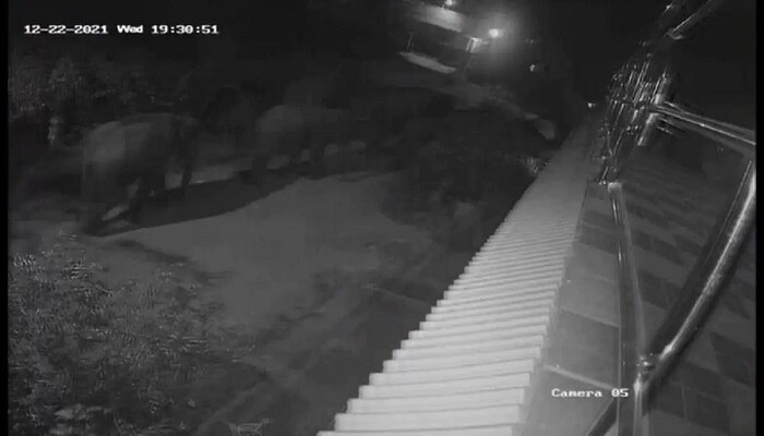 CCTV video: రాత్రికి రాత్రే సిటీలోకి వచ్చిన ఏనుగుల గుంపు.. భయం గుప్పిట్లో జనం