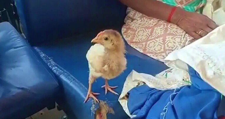 Bus Ticket For Chick: కోడిపిల్లకు బస్సులో రూ.50 టికెట్.. ఆర్టీసీ కండెక్టర్ ఘనకార్యం