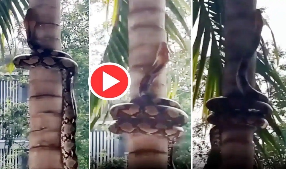 Viral Video Python climbs tree Mesmerising Way by a hold and release ...