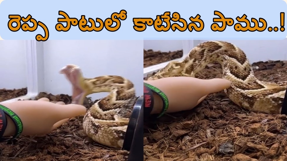 Do you know how fast a python bites when it is angry | Viral snake ...