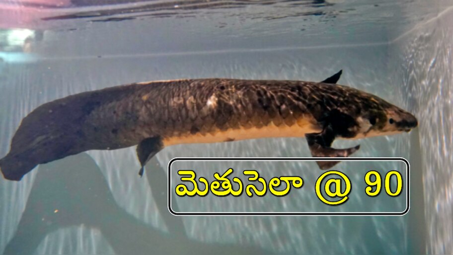 Methuselah: oldest aquarium fish lives in San Francisco| ఈ చేప వయసు 90 ...