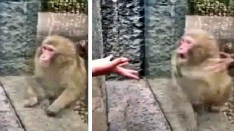 Monkey Hilarious Reaction: కోతి ముందు వ్యక్తి మ్యాజిక్... అదిరిపోయే ఎక్స్ప్రెషన్స్ ఇచ్చిన మంకీ..