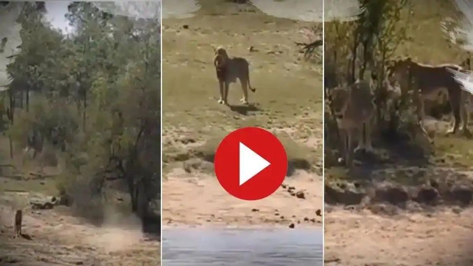 Viral Video, Buffalo Tried To Escape From The Lion Finally What ...