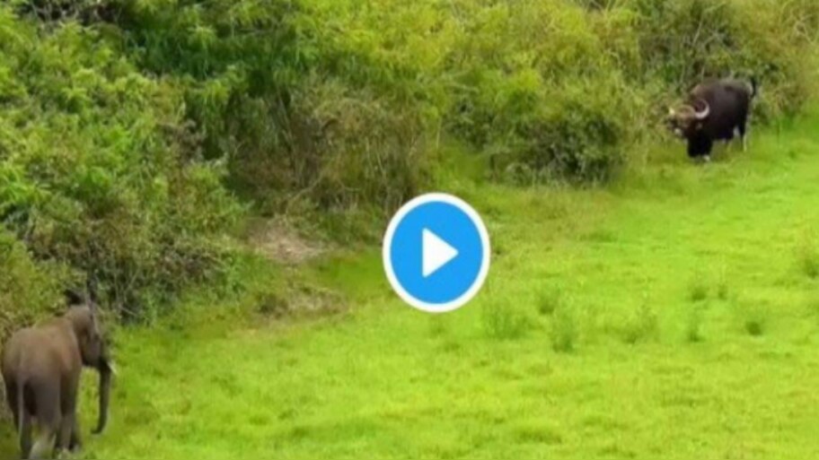 Today Google trending video: Wild elephant attacks Indian gaur, See ...