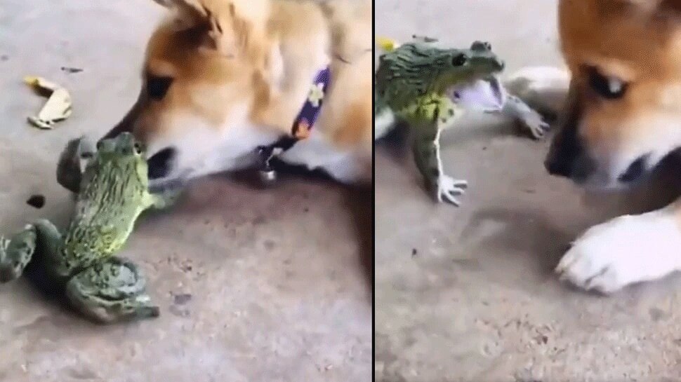 Dog vs Frog Video: కప్ప ధాటికి తోక ముడిచిన శునకం- వైరల్ వీడియో