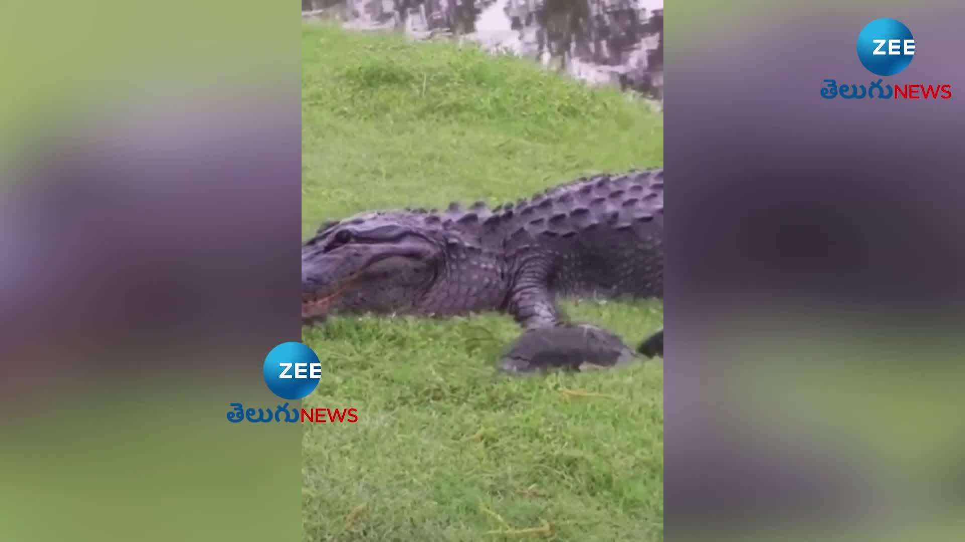 Crocodile trying to swallow Turtle