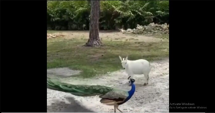 Peacock vs Goat Viral Video: మేకపోతుకు చుక్కలు చూపించిన నెమలి.. వైరల్ వీడియో