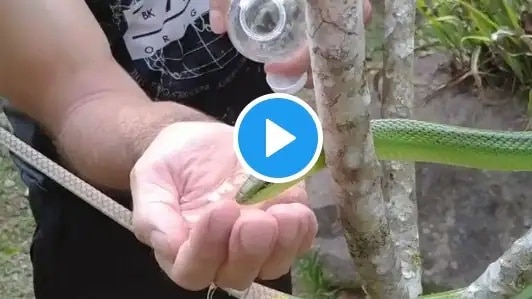 Thirsty Snake: a man feed water to thirsty snake viral video trending ...