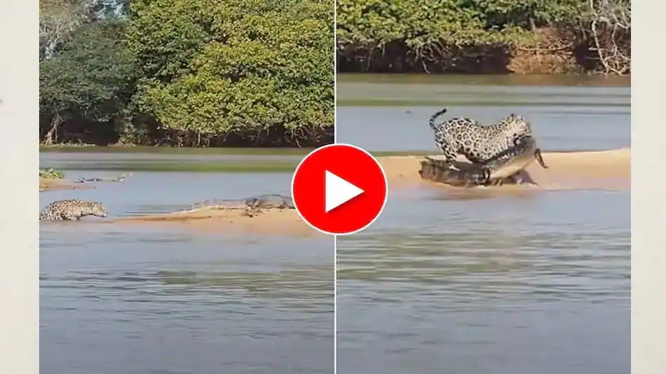 Leopard Hunting Video: కసిగా వేటాడిన చిరుతపులి.. వెంటనే పట్టుబడిన మొసలి.. వీడియో వైరల్!