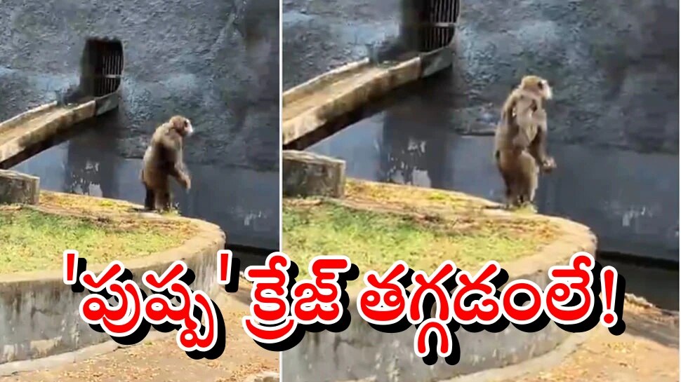 Viral Video: శ్రీవల్లీ పాటలోని ఐకానిక్ స్టెప్పును అనుకరించిన చింపాంజి - వీడియో వైరల్