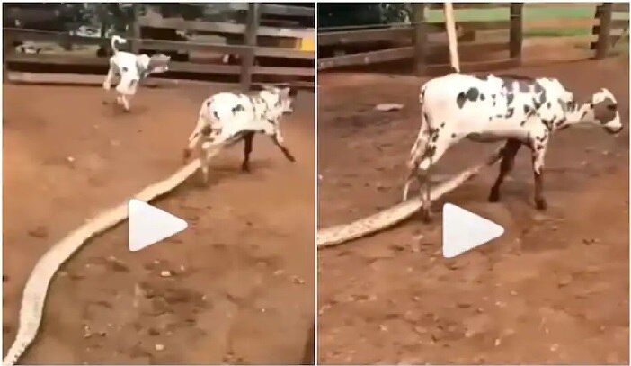 Google Trending video, python attacks on baby cow, trying to swallow ...