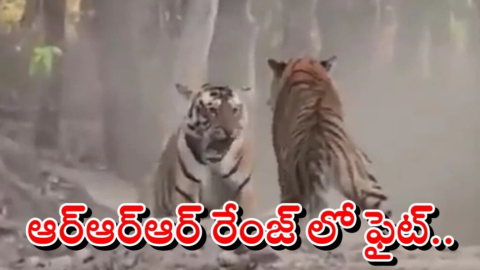 Viral Video: ఆడపులి కోసం ఆర్ఆర్ఆర్ మూవీ రేంజ్ లో ఫైటింగ్.. చివరికి గెలిచిందెవరు?