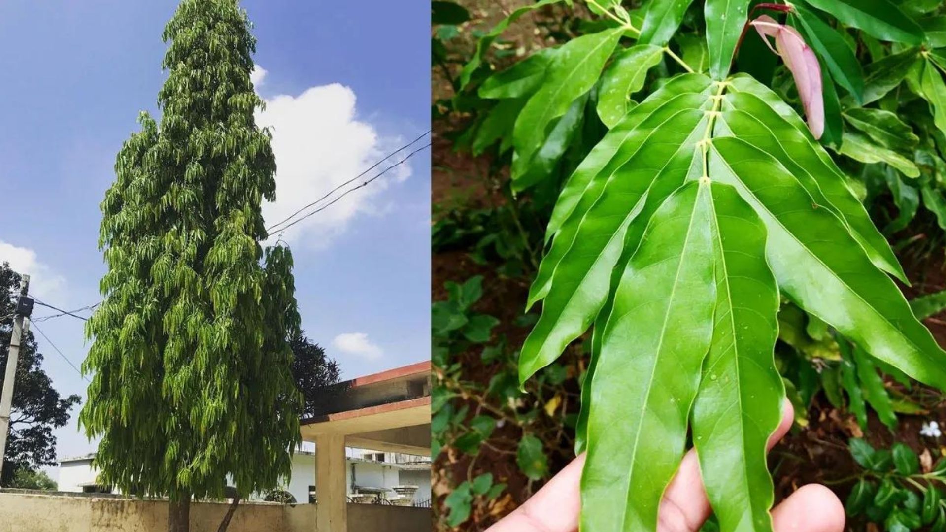 ashoka-saraca-asoca-usage-and-health-benefits-tree-seeds-flower