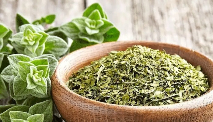 Dangerous Herbs You should avoid these herbs in summer Dangerous